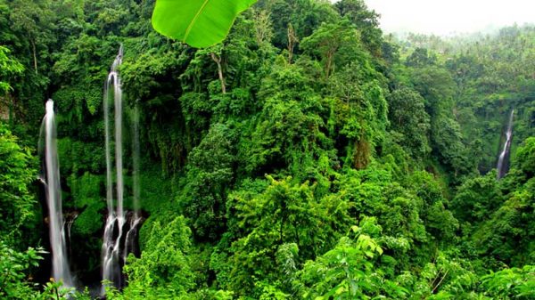 Sekumpul Waterfall Jungle Trekking
